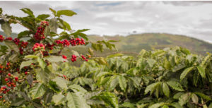 Café en Honduras